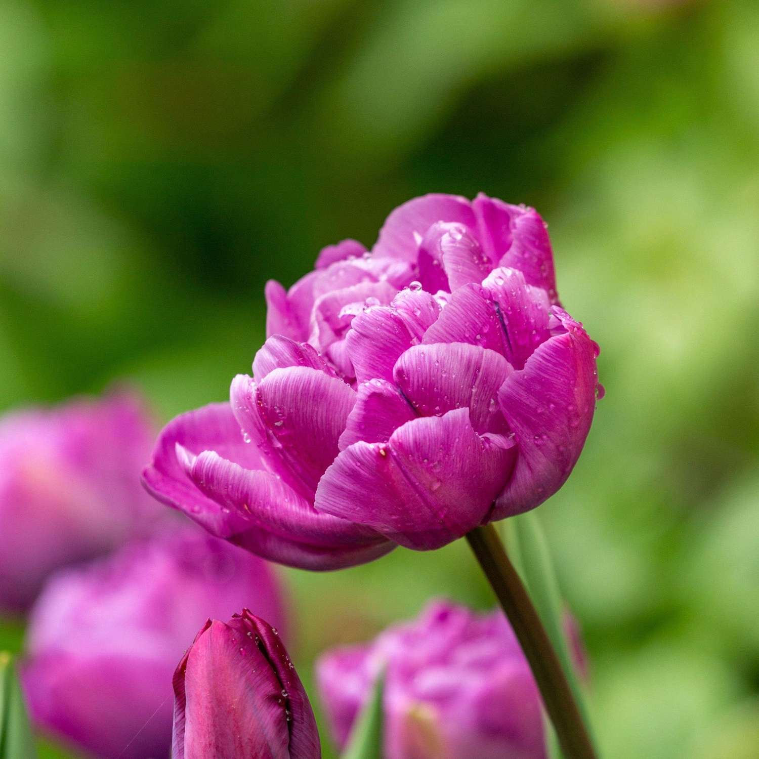 Tulipe 'Blue Diamond'
